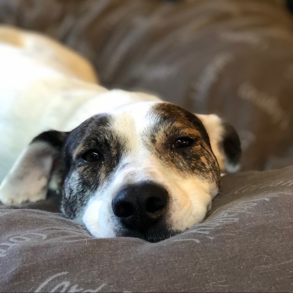 Meet your Posher, Dara - Picture 3 of 6